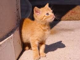 104339-maca.jpg,  bytes